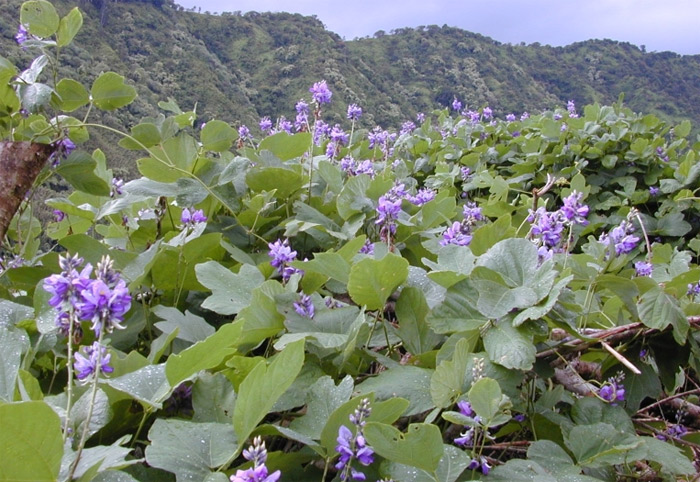 Es una planta trepadora perenne conocida científicamente con el nombre de Pueraria lobata